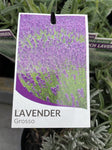 LAVANDULA INTERMEDIA GROSSO 14CM 