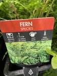 TINY TREASURE FERN SPECIES 55MM