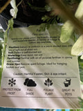 TINY TREASURE FERN SPECIES 55MM