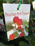 ABUTILON BRAZILLIAN BELL 14CM