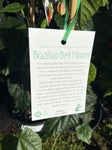 ABUTILON BRAZILLIAN BELL 14CM