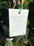 ABUTILON BRAZILLIAN BELL 14CM