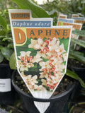 DAPHNE ODORA 20CM A/MEDA
