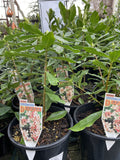 DAPHNE ODORA 20CM A/MEDA