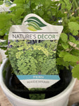 ADIANTUM FRAGRANS 18CM