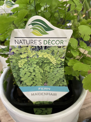 ADIANTUM FRAGRANS 18CM