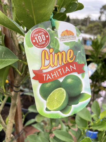LIME TAHITIAN ESPALIER 40CM