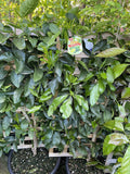 LIME TAHITIAN ESPALIER 40CM