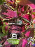 COLEUS MAIN ST FIFTH AVE 20CM 