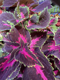 COLEUS MAIN ST FIFTH AVE 20CM 