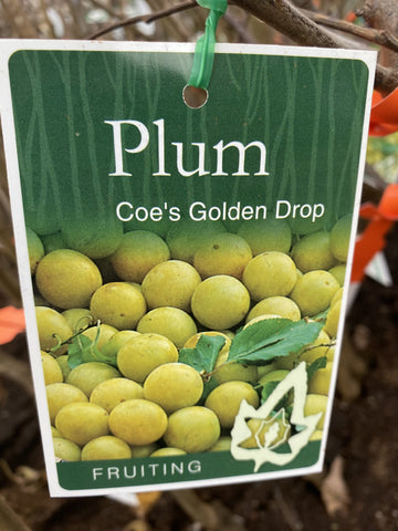 PLUM DWARF COES GOLDEN DROP 25CM