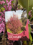 CERCIS SILIQUASTRUM SHOWGIRL 25CM 