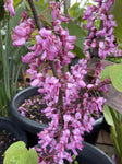 CERCIS SILIQUASTRUM SHOWGIRL 25CM 