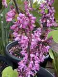CERCIS SILIQUASTRUM SHOWGIRL 25CM 