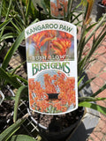ANIGOZANTHOS KANGAROO PAW BUSH GLOW 14CM 