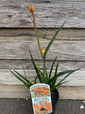 ANIGOZANTHOS KANGAROO PAW BUSH GLOW 14CM 