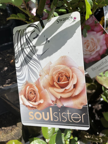 ROSA SOUL SISTER 20CM