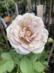 ROSA SOUL SISTER 20CM