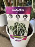 ALOCASIA POLLY 14CM 