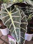 ALOCASIA POLLY 14CM 