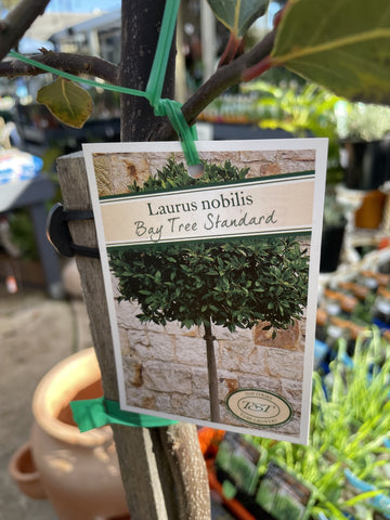 LAURUS NOBILIS STANDARD 25CM