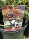 LEUCOTHOE BURNING LOVE 20CM