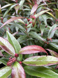 LEUCOTHOE BURNING LOVE 20CM