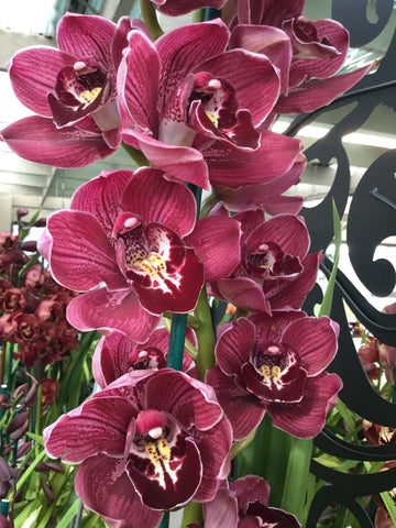 CYMBIDIUM ORCHID $59.99 
