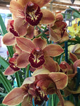 CYMBIDIUM ORCHID $59.99 