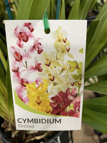 INDOOR PLANT OF THE WEEK CYMBIDIUM ORCHID 
