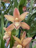 INDOOR PLANT OF THE WEEK CYMBIDIUM ORCHID 