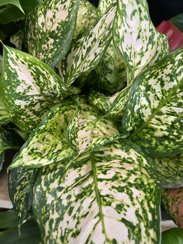 AGLAONEMA EILEEN 20CM