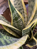 SANSEVERIA SUPERBA 20CM