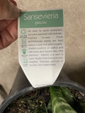SANSEVERIA SUPERBA 20CM