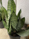 SANSEVERIA SUPERBA 20CM