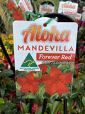 MANDEVILLA ALOHA FOREVER RED 17CM