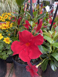 MANDEVILLA ALOHA FOREVER RED 17CM