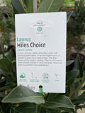 LAURUS NOBILIS MILES CHOICE 25CM
