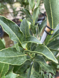 LAURUS NOBILIS MILES CHOICE 25CM