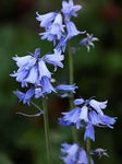 SCILLA BLUE BELLS EACH 