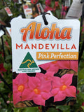 MANDEVILLA ALOHA PINK PERFECTION 17CM
