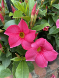 MANDEVILLA ALOHA PINK PERFECTION 17CM