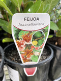 FEIJOA ACCA SELLOWIANA 14CM 