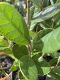 FEIJOA ACCA SELLOWIANA 14CM 