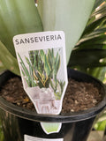 SANSEVERIA MOONSHINE 20CM