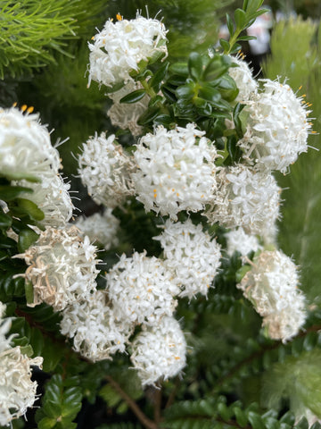 PIMELEA ALBA 14CM