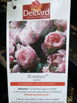 ROSE DELBARD CLIMBING NAHEMA 20CM 