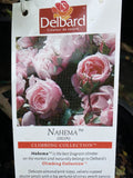 ROSE DELBARD CLIMBING NAHEMA 20CM 