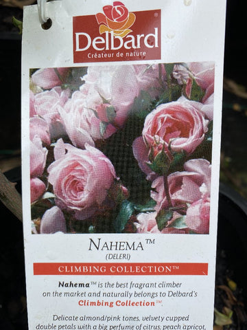 ROSE DELBARD CLIMBING NAHEMA 20CM 