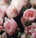ROSE DELBARD CLIMBING NAHEMA 20CM 